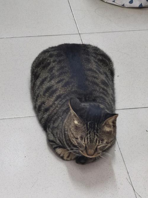 新澳2025今晚特马开奖结果和肥猫一年多减重16斤与肥猫一年多减重16斤正常吗