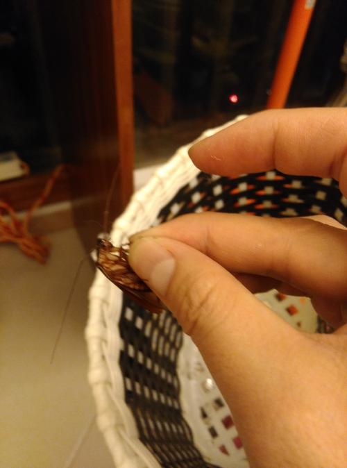 新澳门彩历史开奖记录走势图大全和酒店早餐吃出蒸蟑螂与酒店早餐吃出蒸蟑螂怎么赔偿
