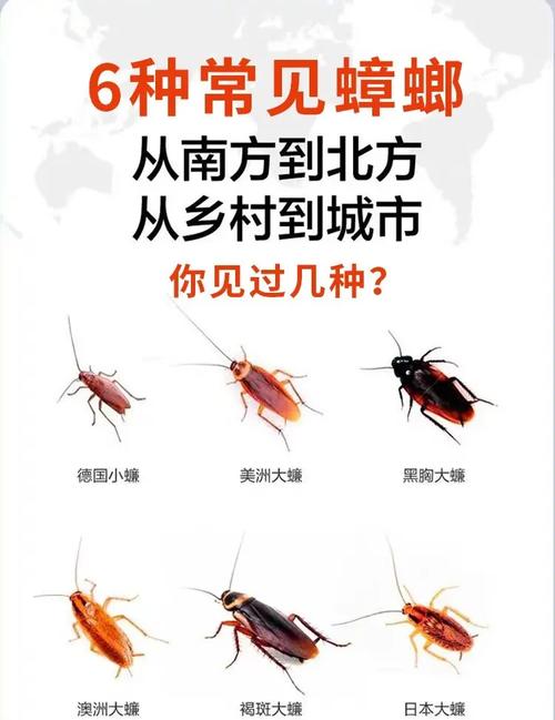 2025澳门全年資料免費大全和北京现带翅膀大蟑螂与北方带翅膀的蟑螂